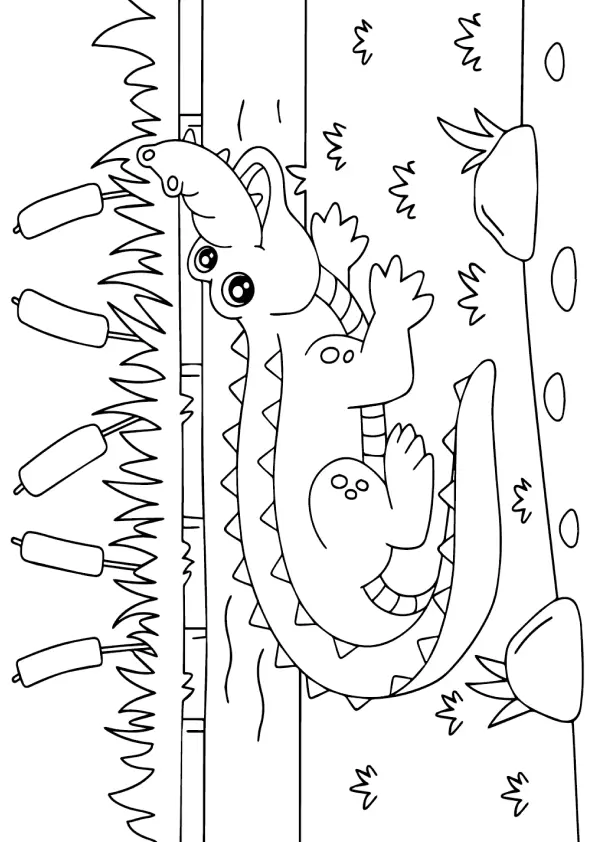 Alligator Coloring Pages – 012