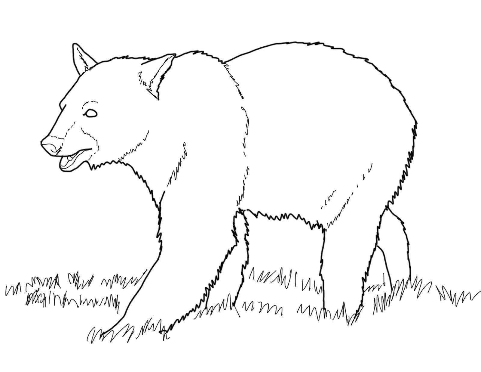 Bears Coloring Pages – 003