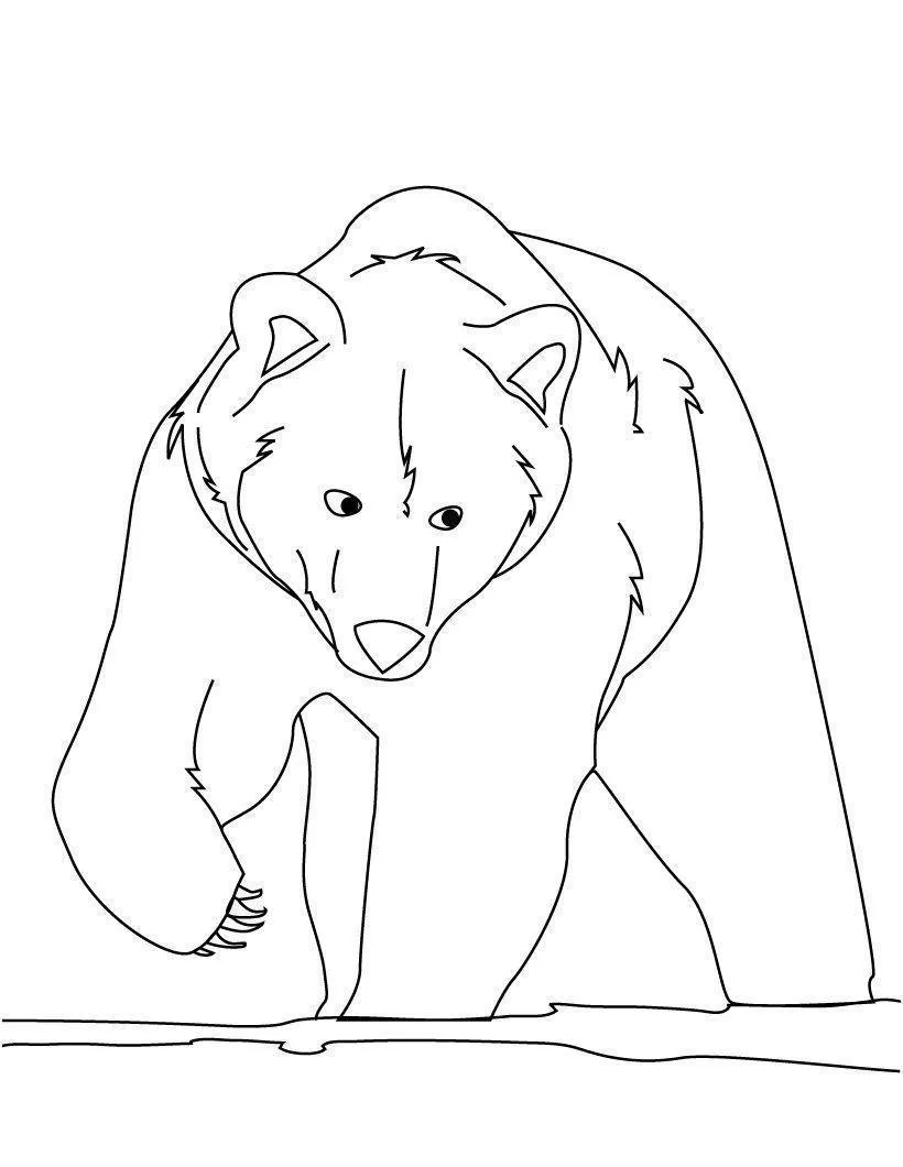 Bears Coloring Pages – 007