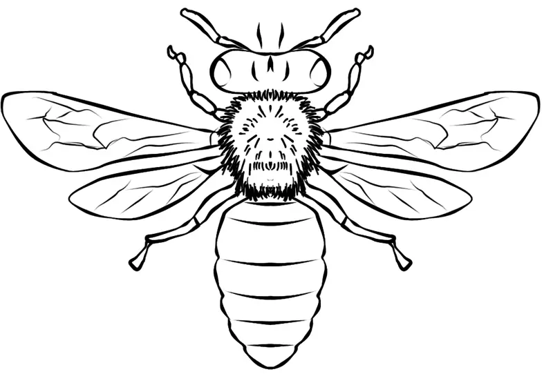 Bees Coloring Pages – 014