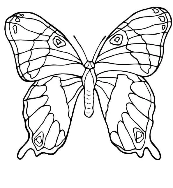 Butterflies Coloring Pages – 004