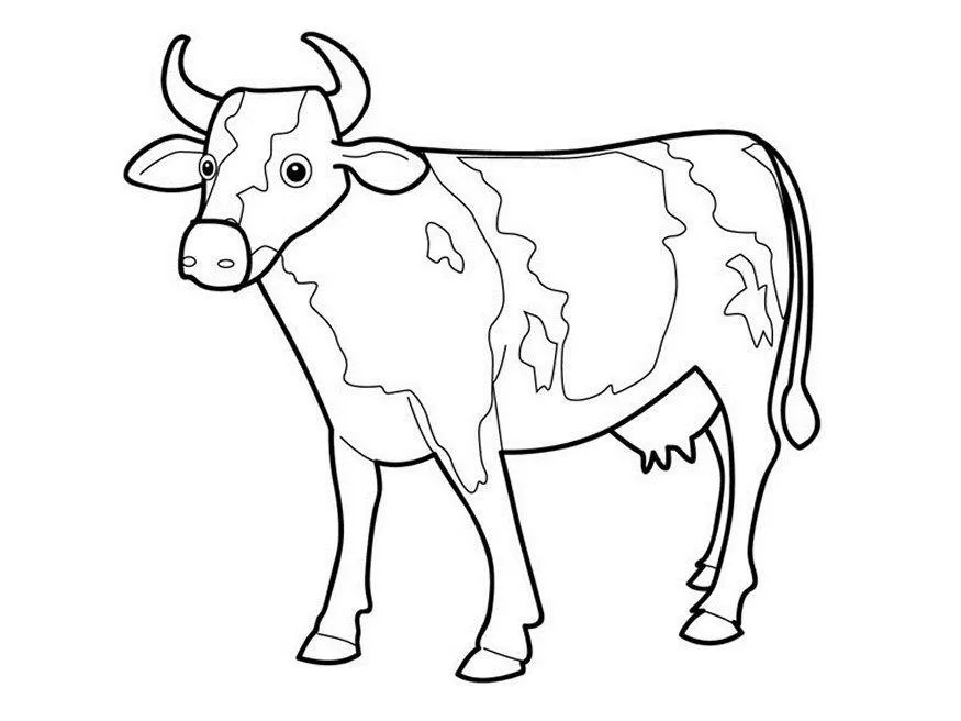 Cows Coloring Pages – 006