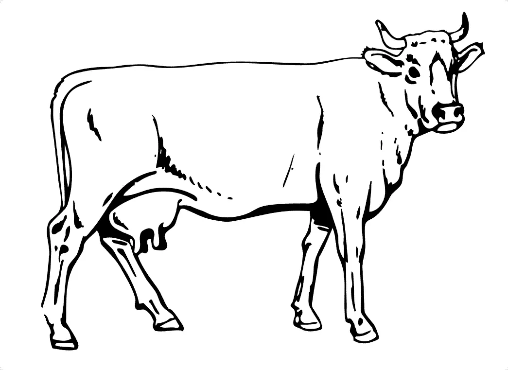 Cows Coloring Pages – 013