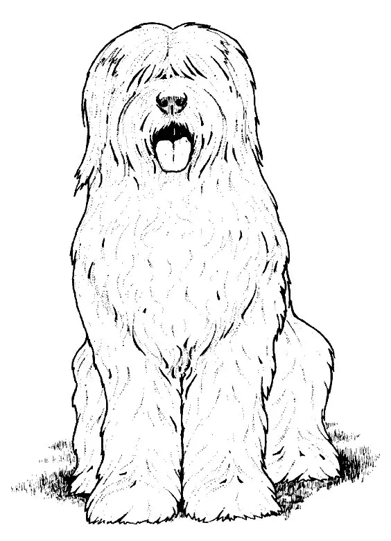 Dogs Coloring Pages – 009