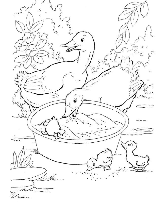 Ducklings Coloring Pages – 003