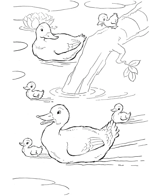 Ducklings Coloring Pages – 005