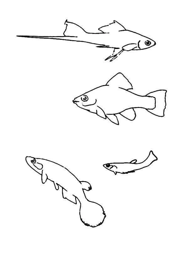 Fish Coloring Pages – 010