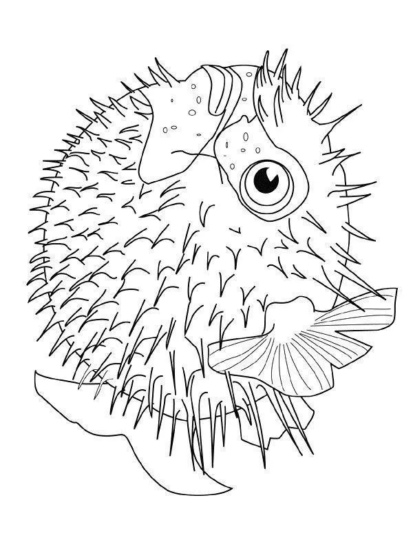 Fish Coloring Pages – 012