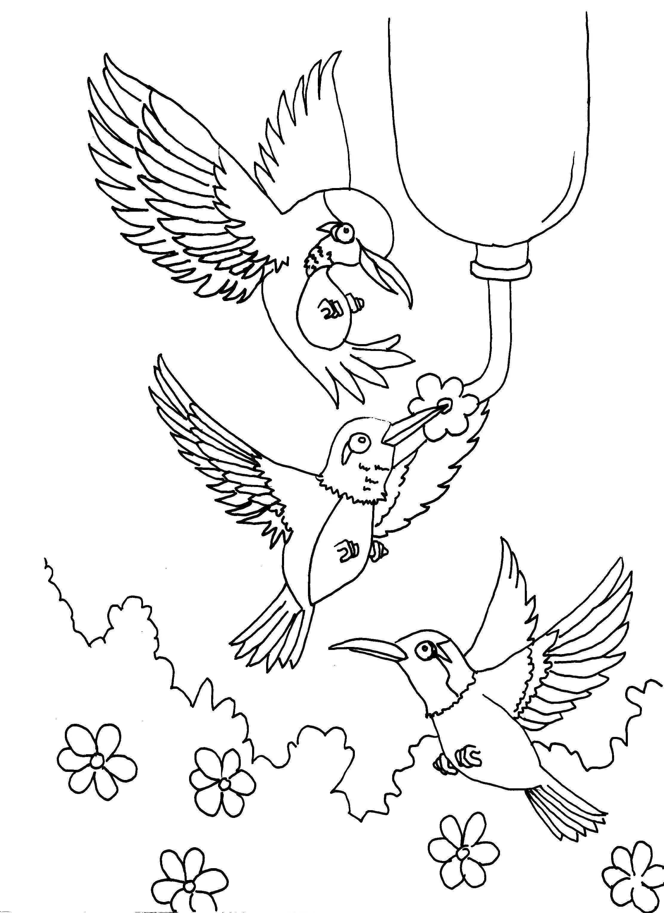 Hummingbird Coloring Pages – 009