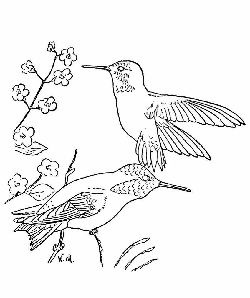 Hummingbird Coloring Pages – 010