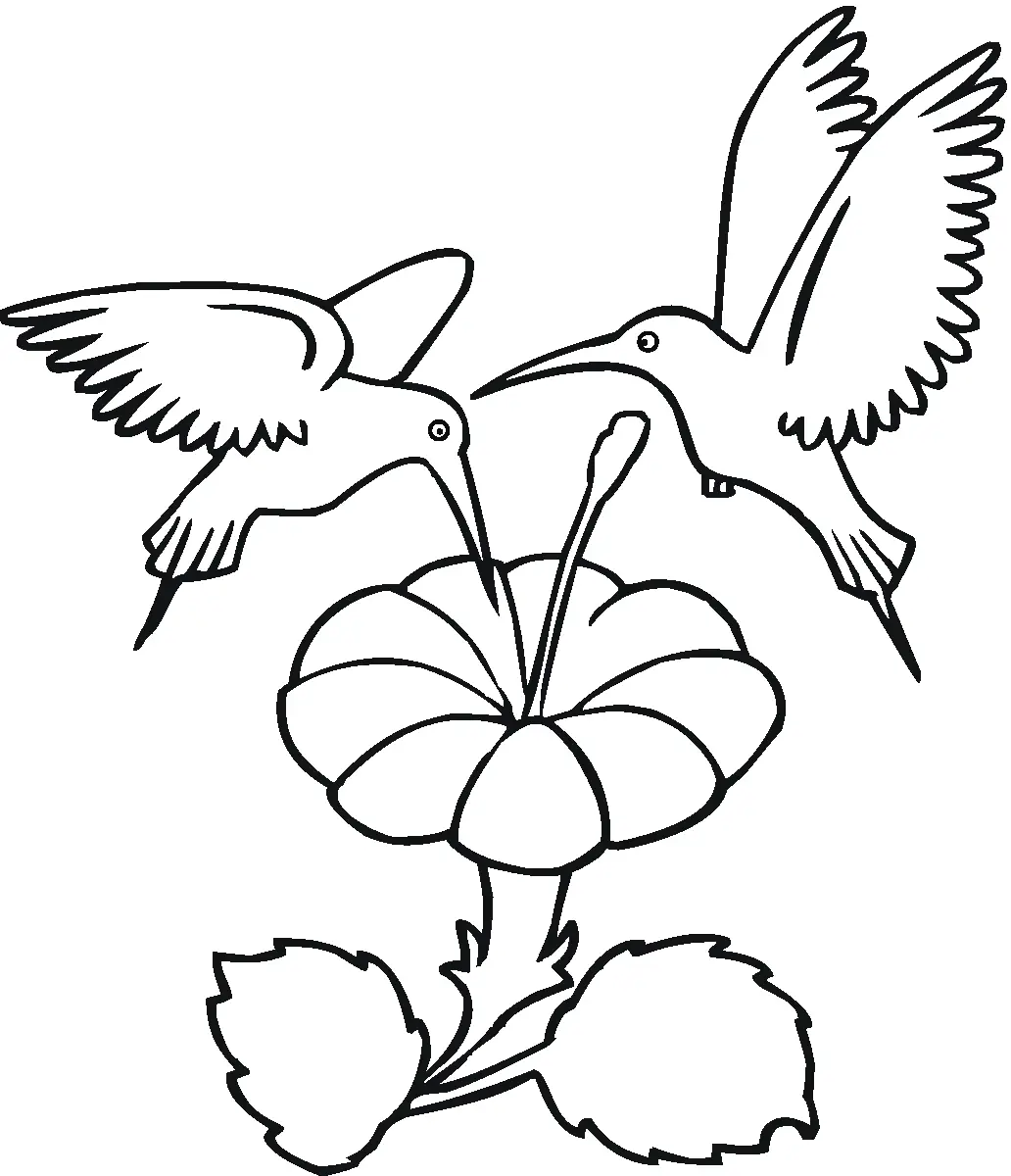Hummingbird Coloring Pages – 011
