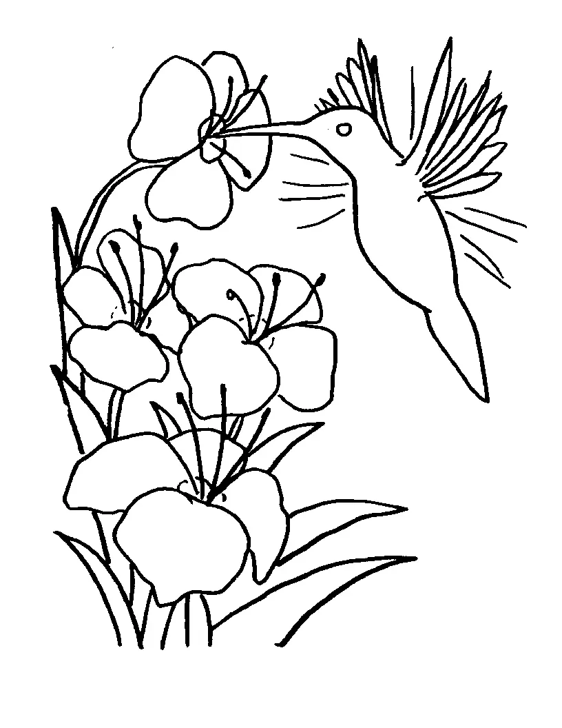 Hummingbird Coloring Pages – 013