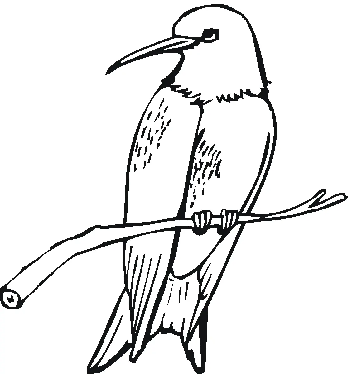 Hummingbird Coloring Pages – 014
