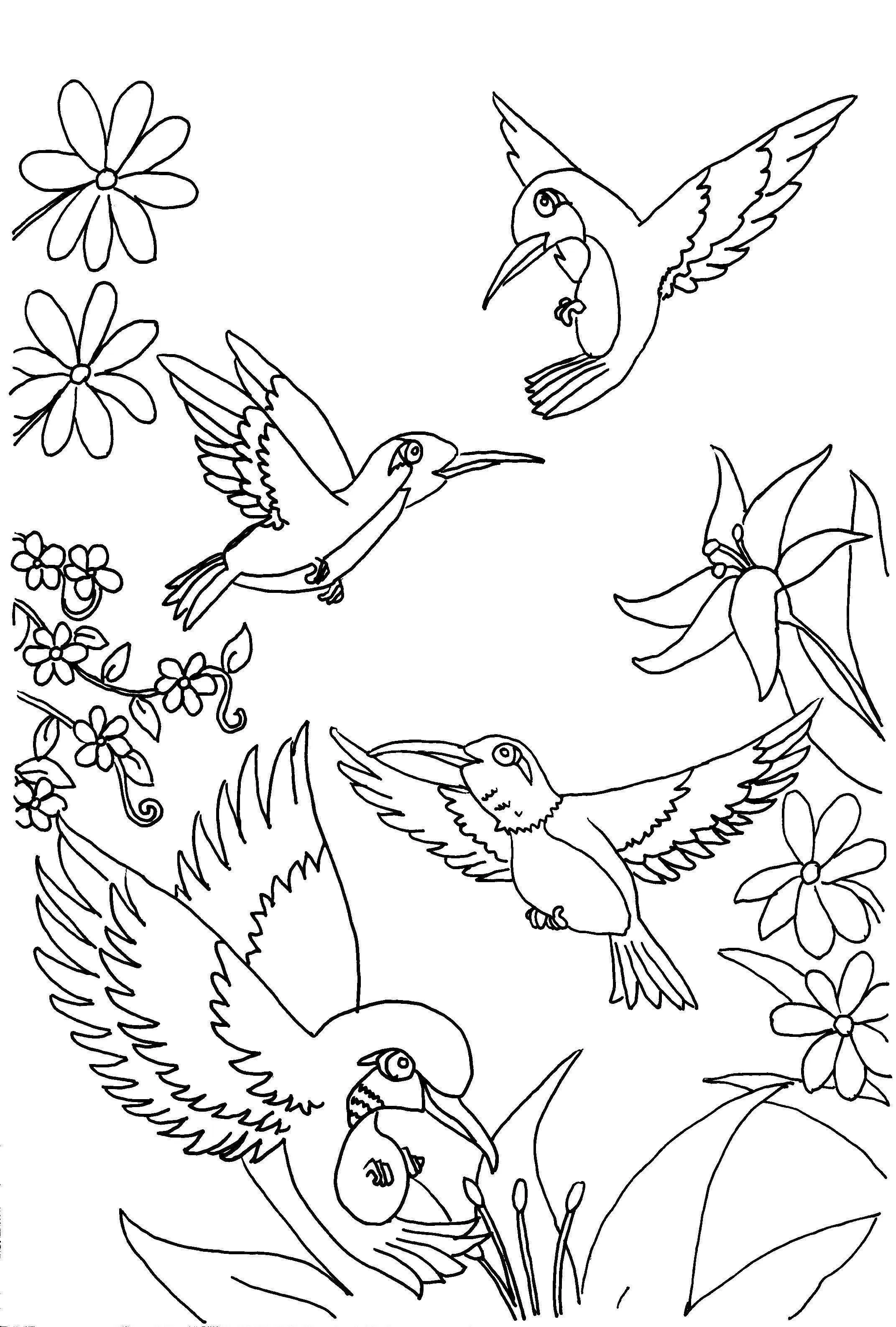 Hummingbird Coloring Pages – 016