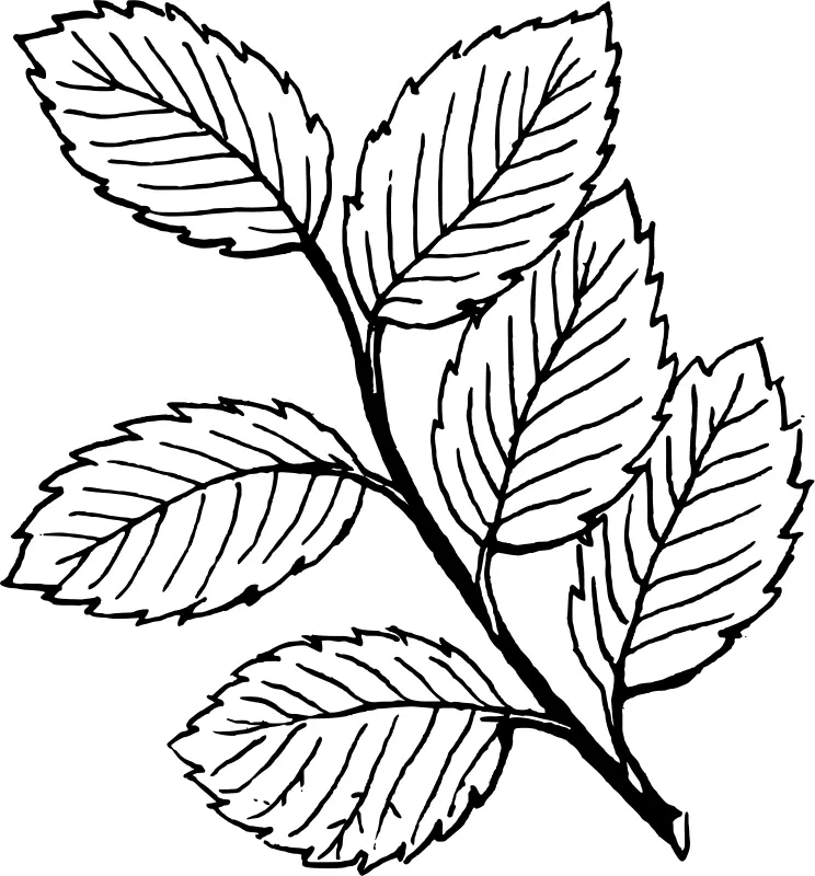 Leaves Coloring Pages – 011
