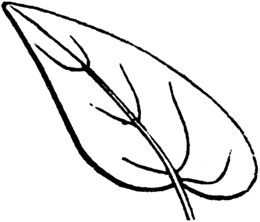 Leaves Coloring Pages – 012