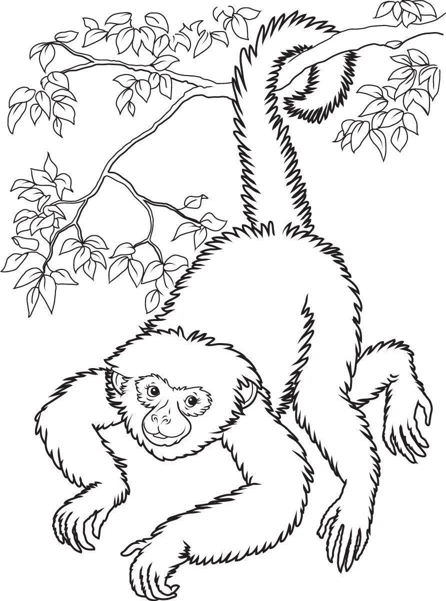 Monkeys Coloring Pages – 008