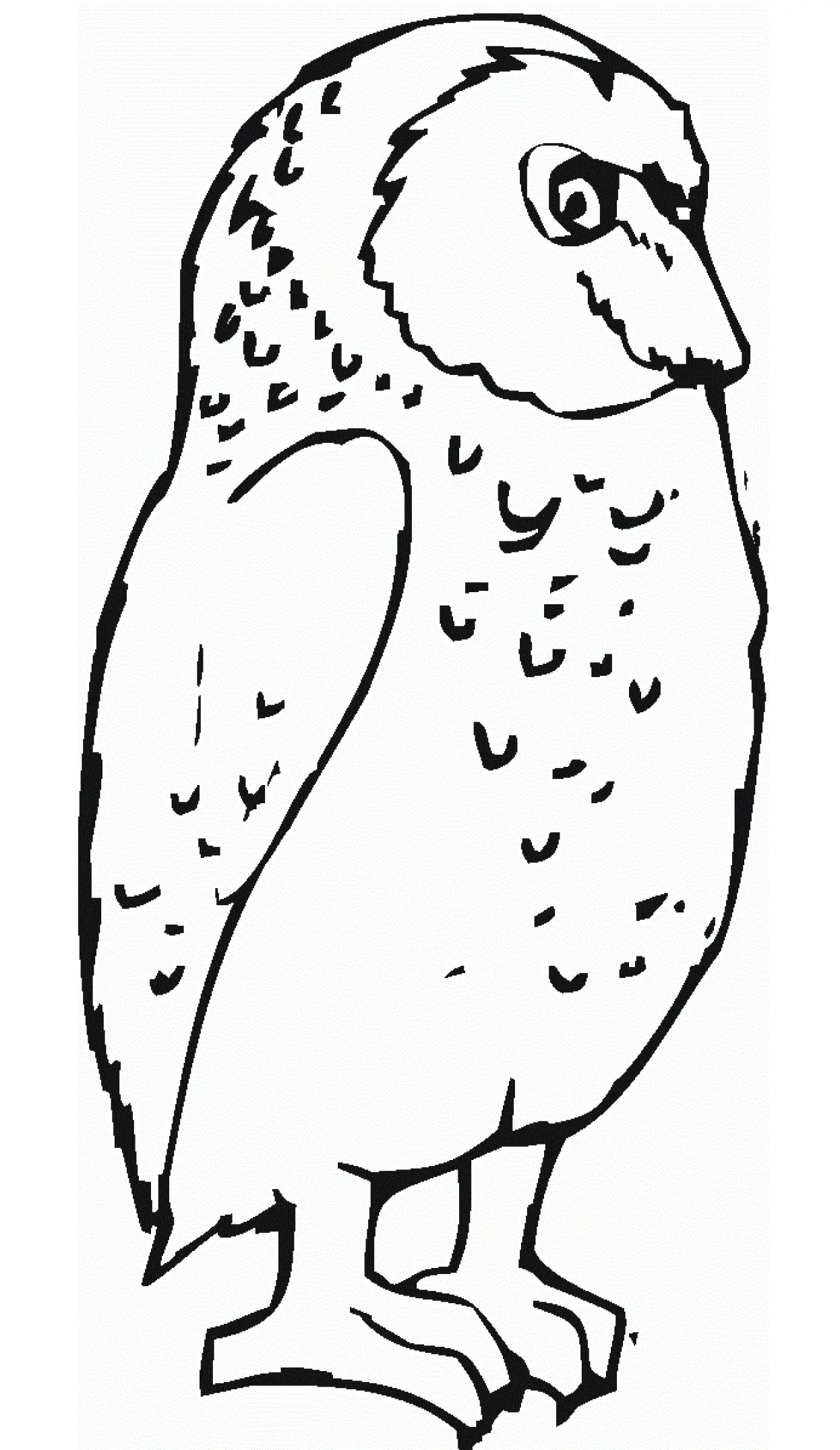 Owls Coloring Pages – 005