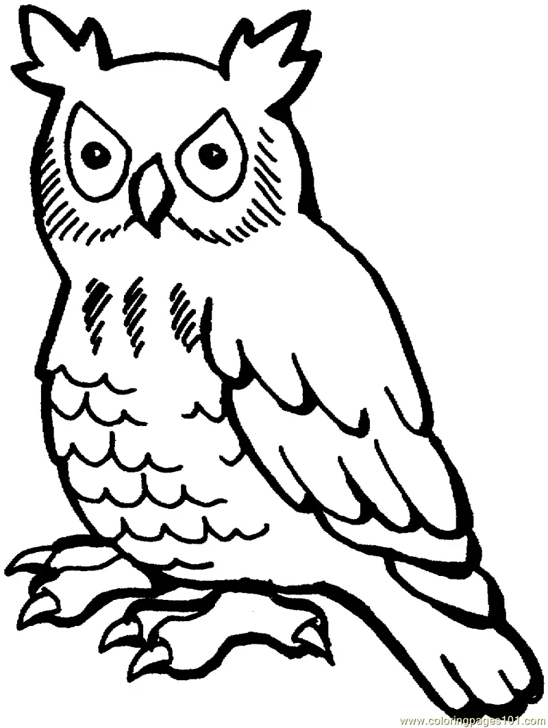 Owls Coloring Pages – 016