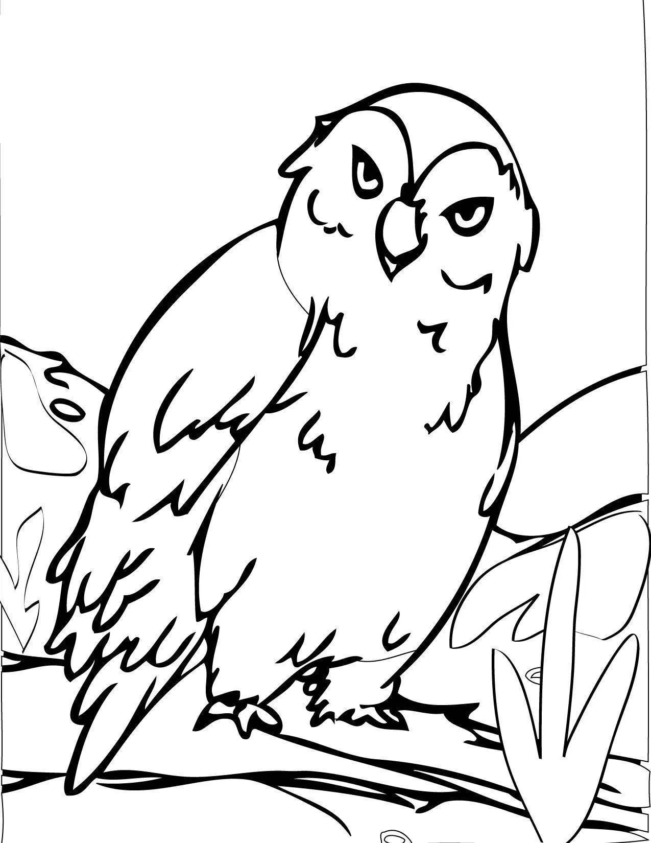 Owls Coloring Pages – 017