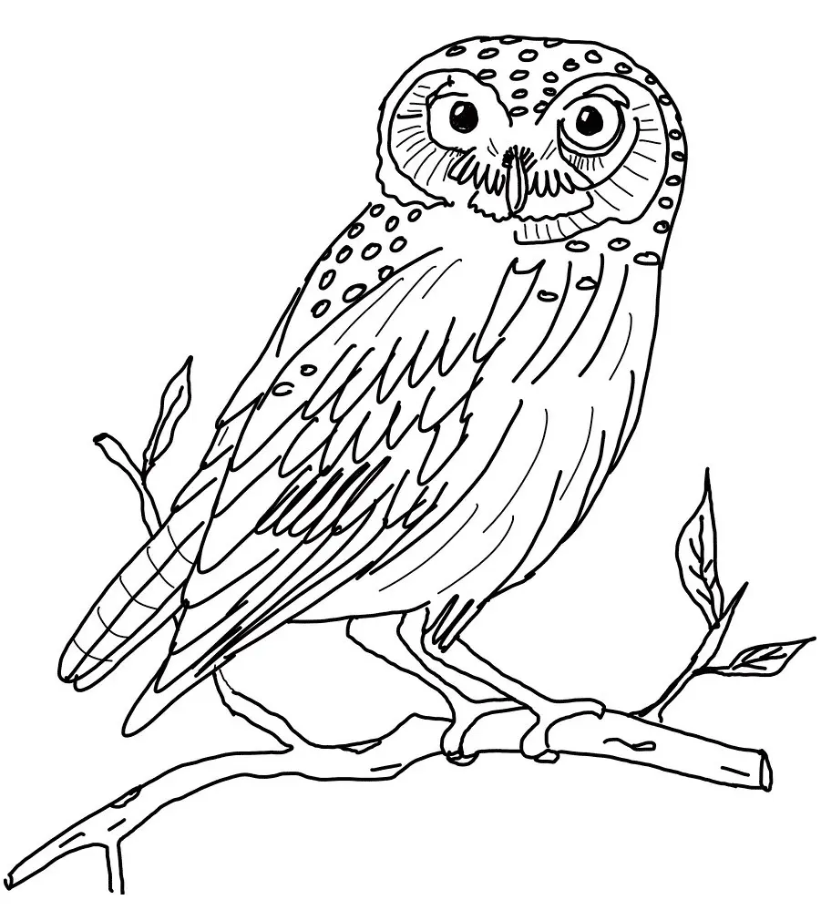 Owls Coloring Pages – 025