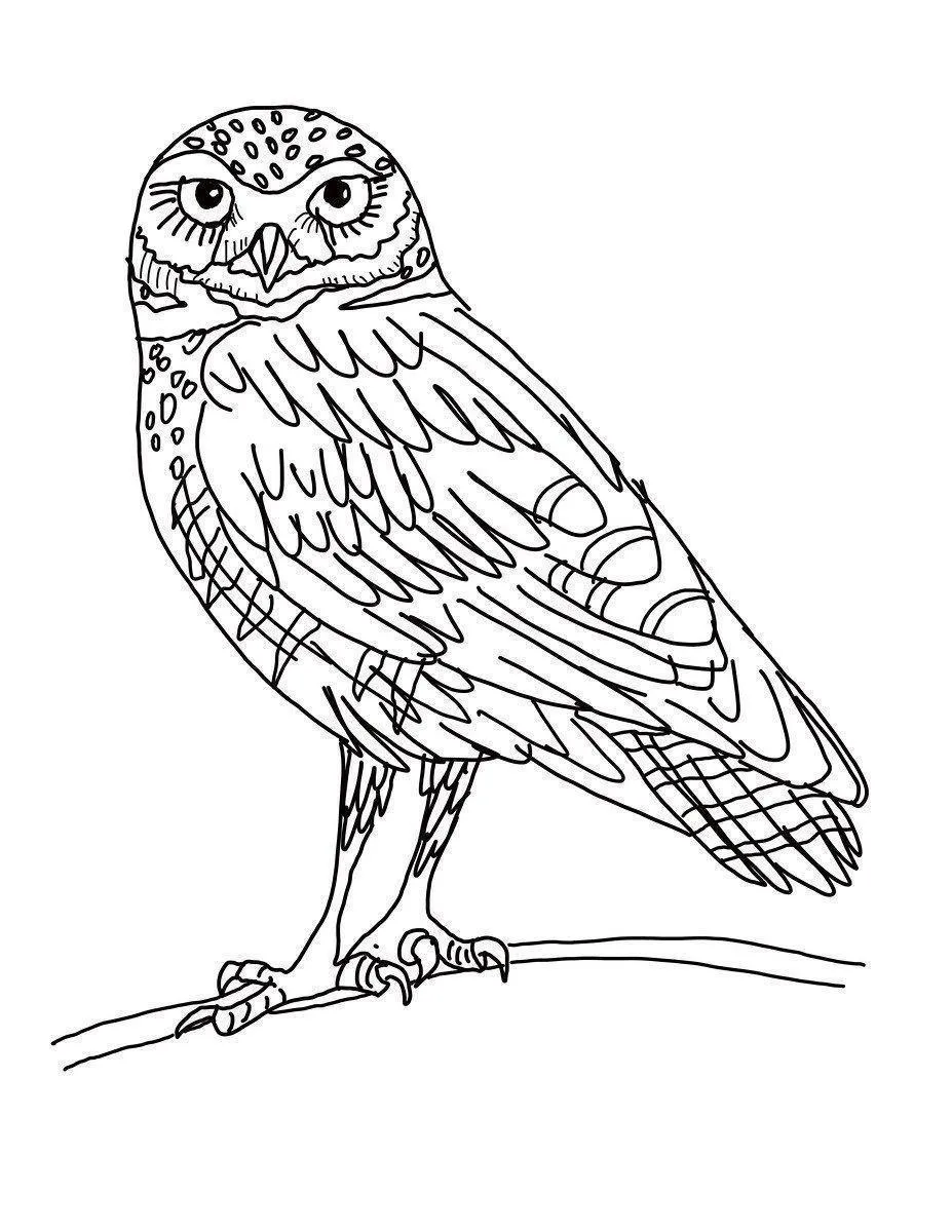 Owls Coloring Pages – 026