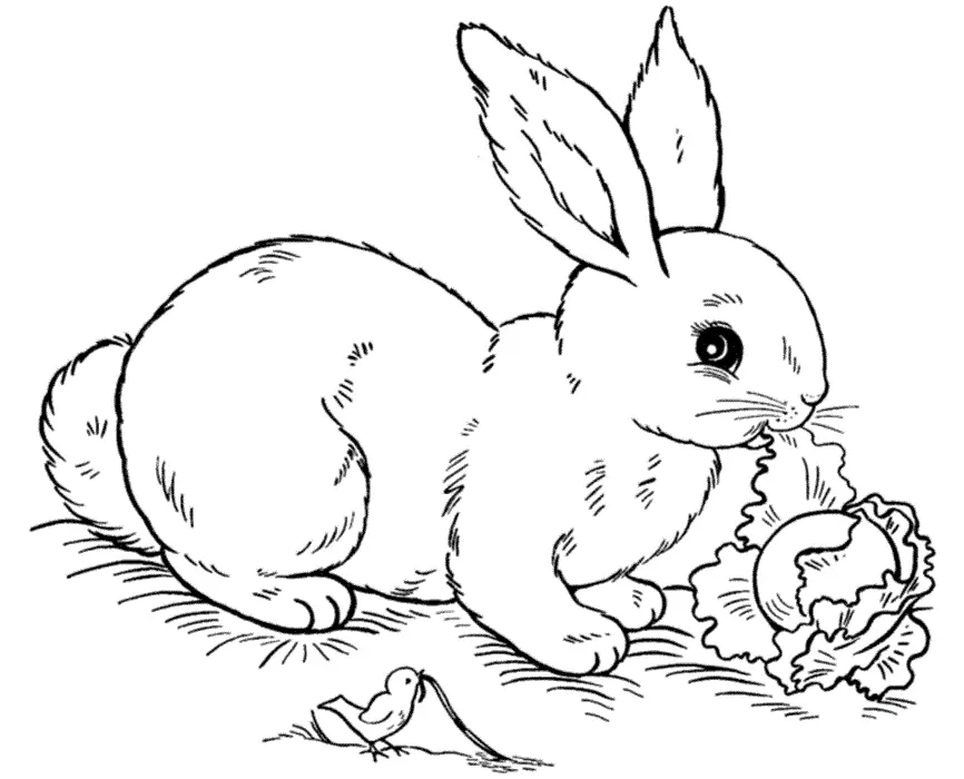 Rabbits Coloring Pages – 003