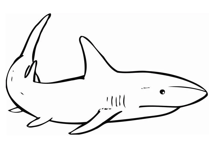 Sharks Coloring Pages – 007