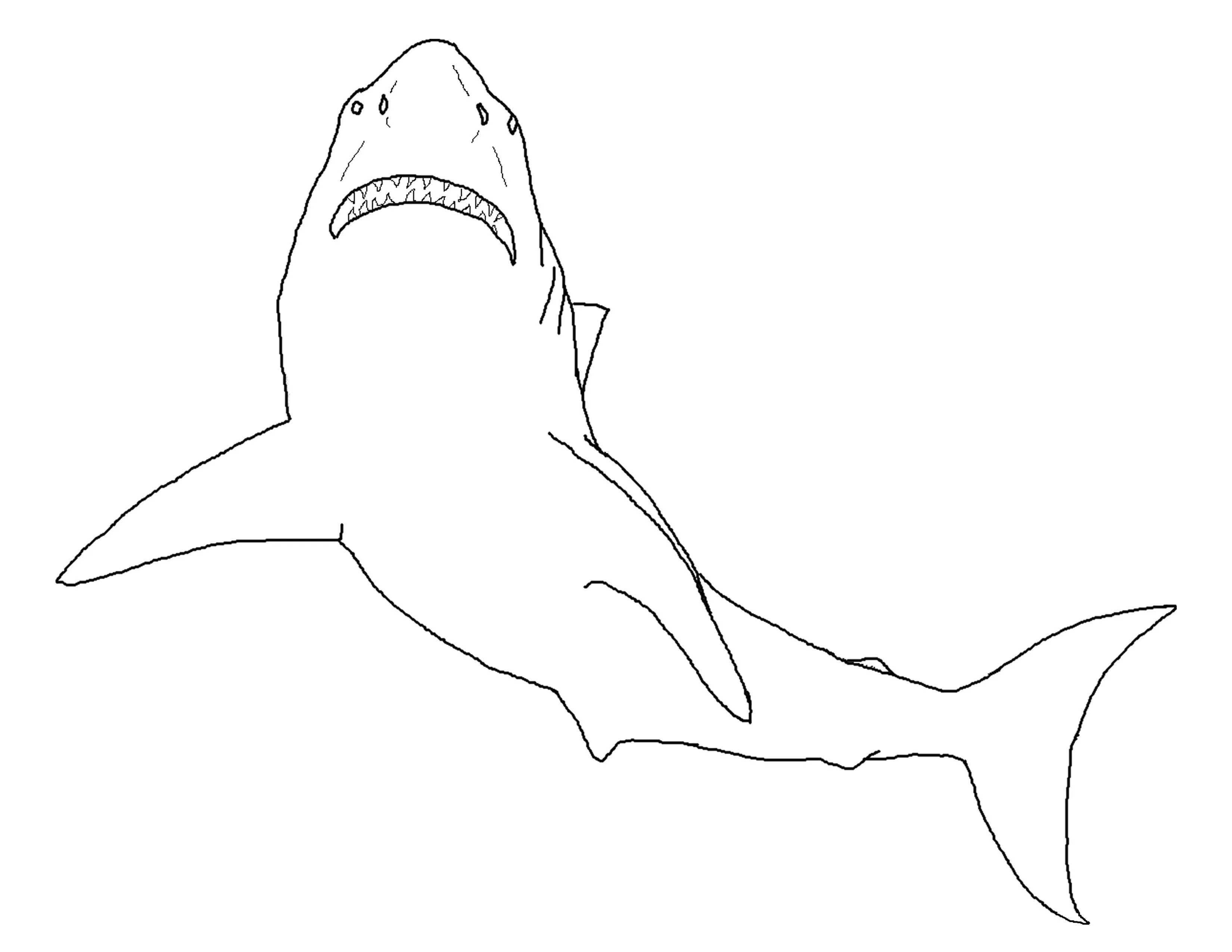 Sharks Coloring Pages – 010
