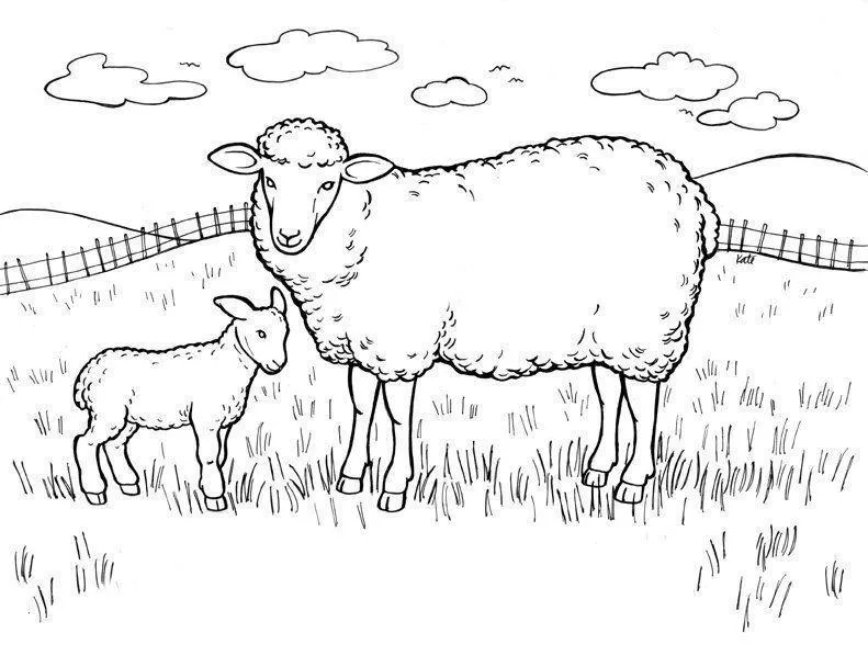 Sheep Coloring Pages – 008