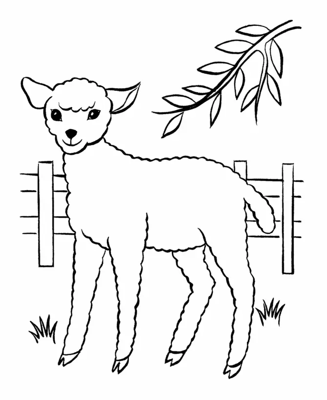 Sheep – 013