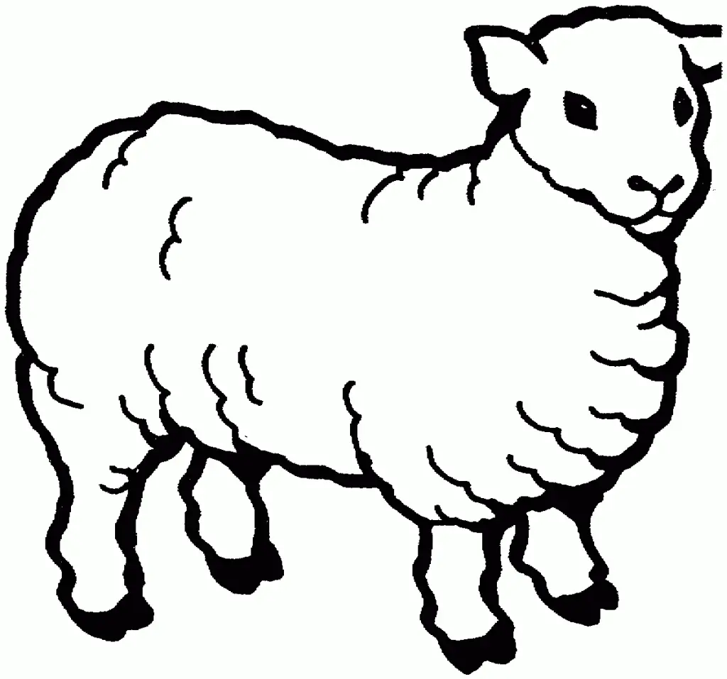 Sheep – 016