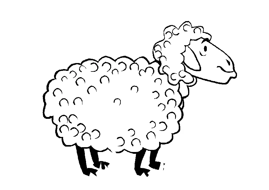 Sheep – 017