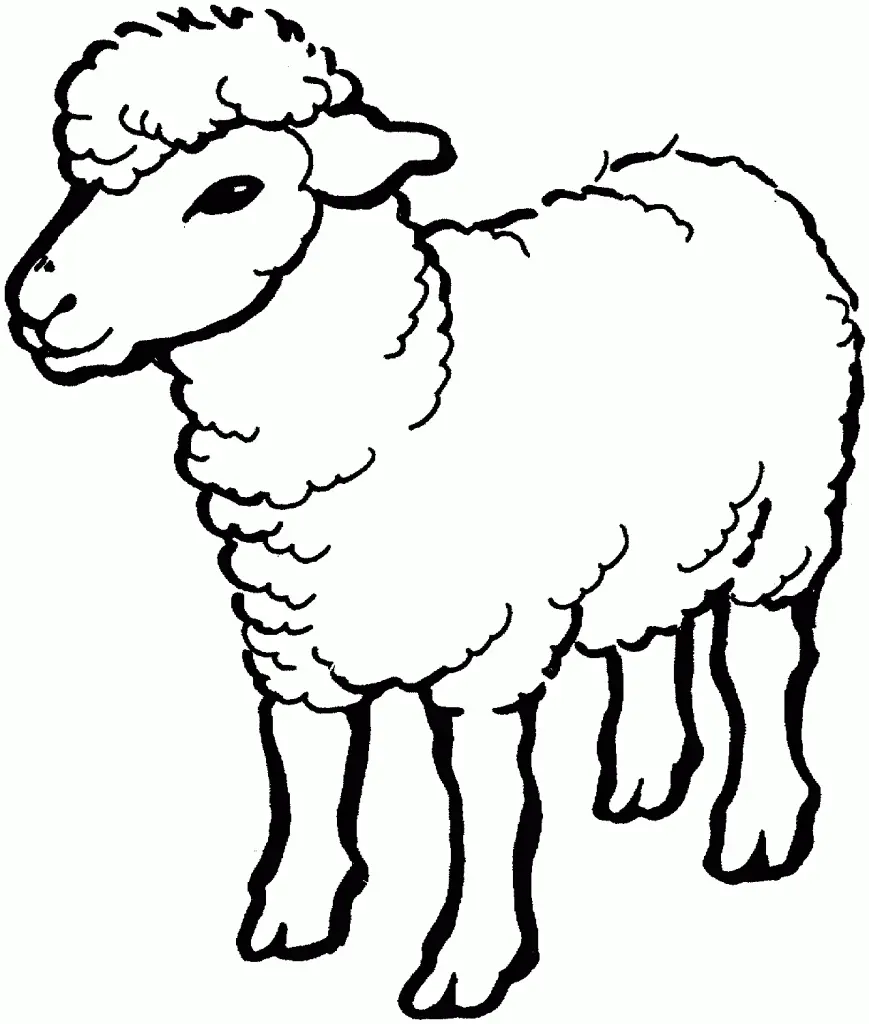 Sheep – 019