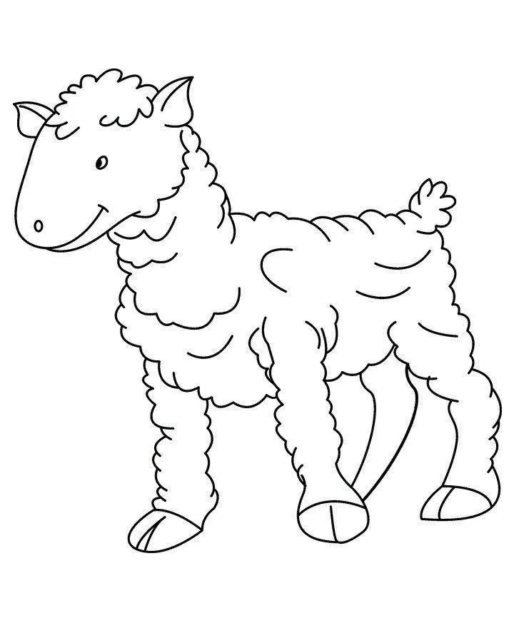 Sheep – 020