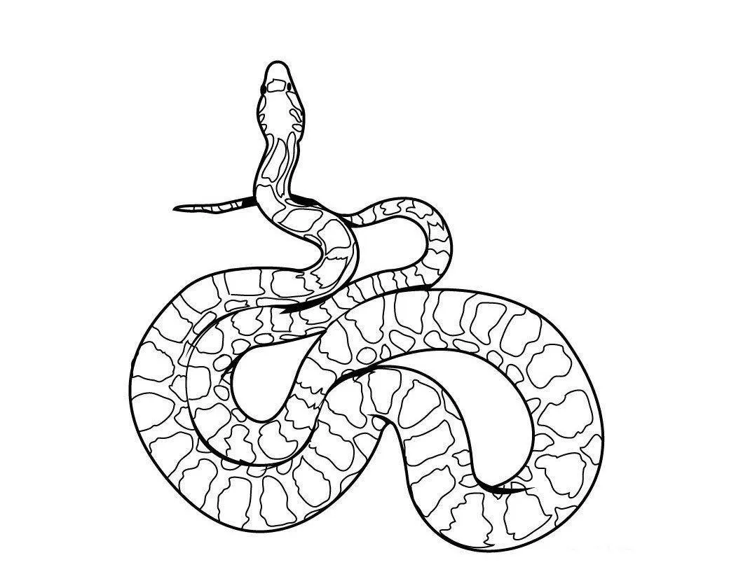 Snakes – 003