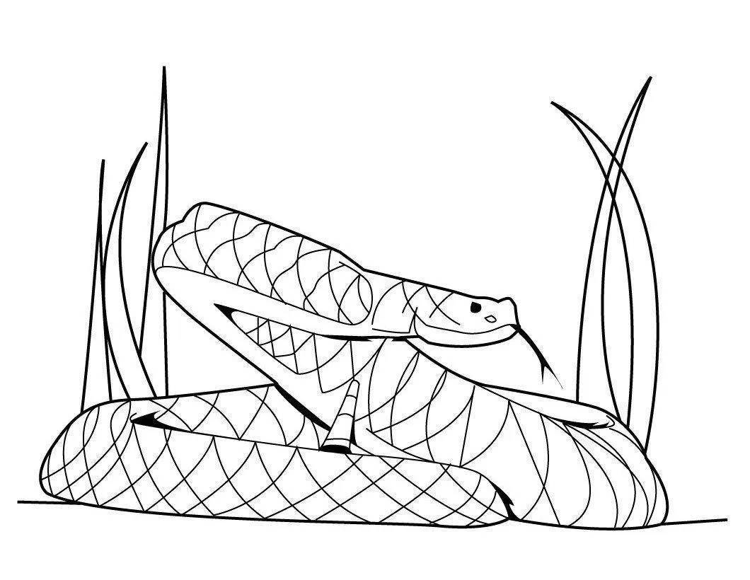 Snakes – 005