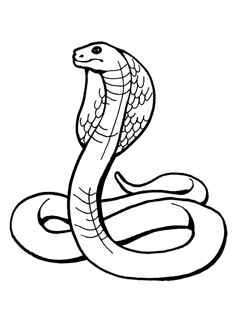 Snakes – 006