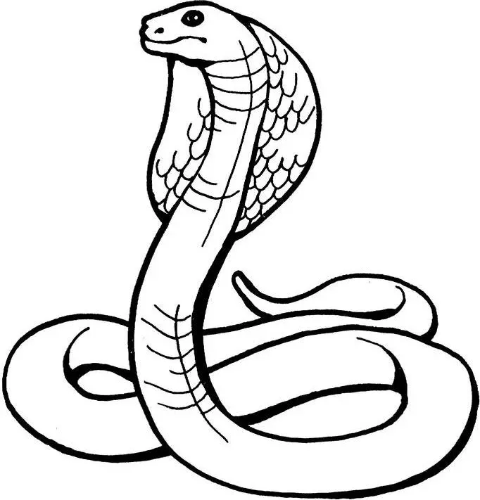 Snakes – 008