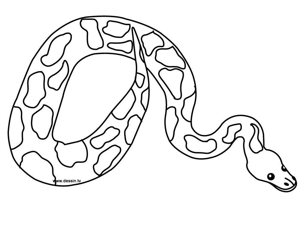 Snakes – 011