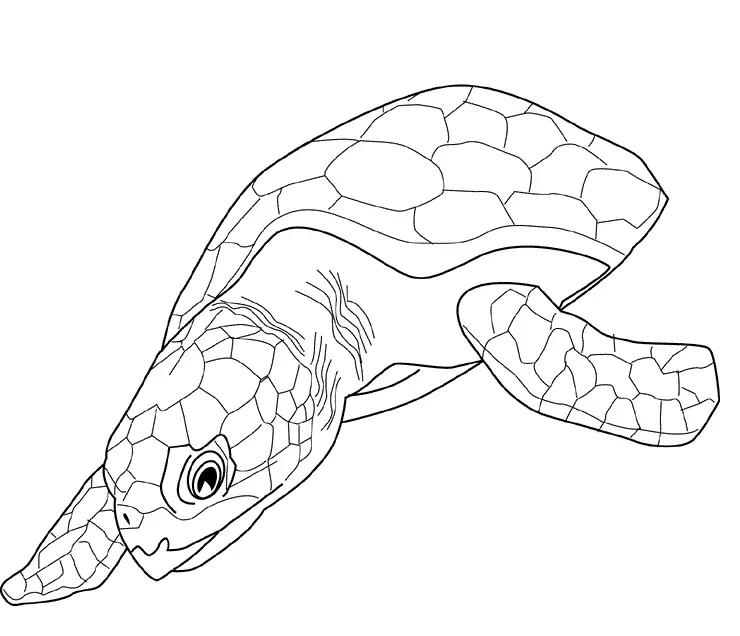 Turtles Coloring Pages – 004