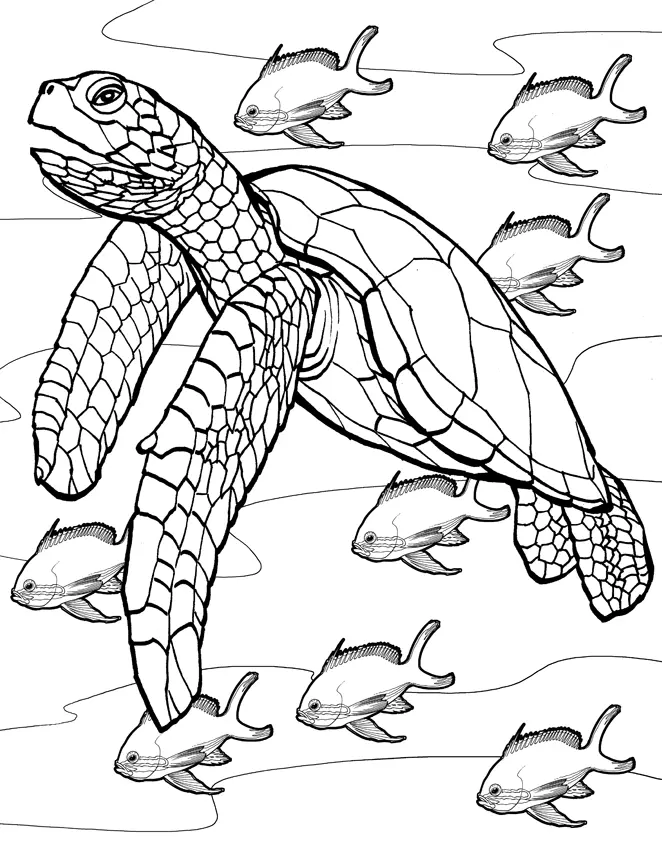 Turtles Coloring Pages – 005