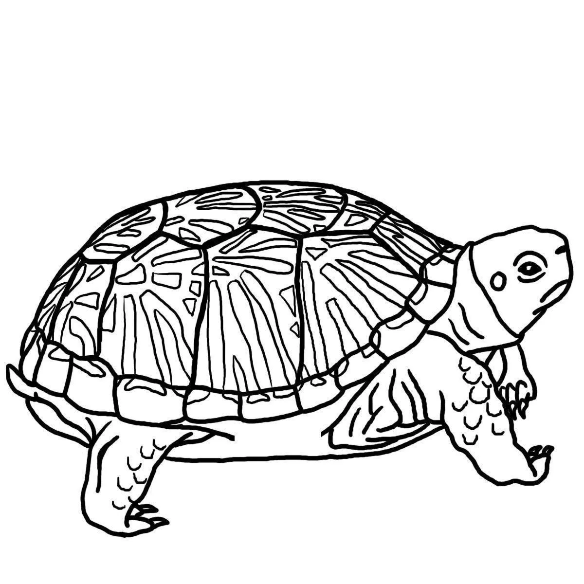 Turtles Coloring Pages – 009