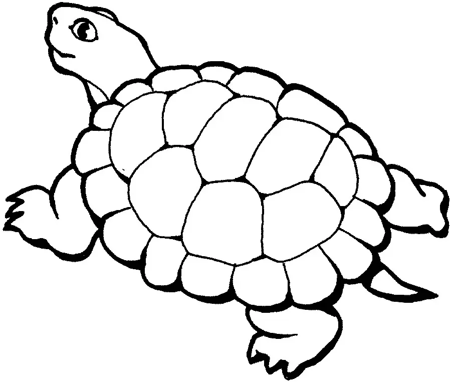 Turtles Coloring Pages – 011