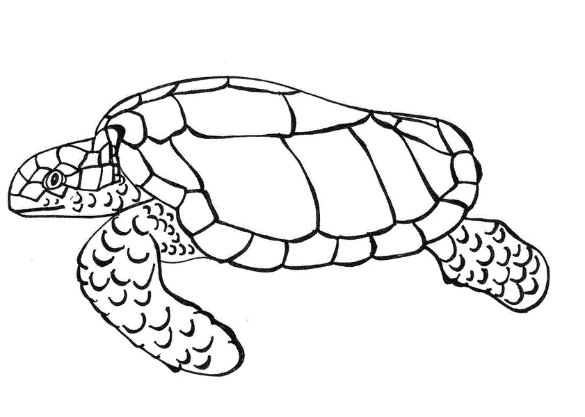 Turtles Coloring Pages – 012