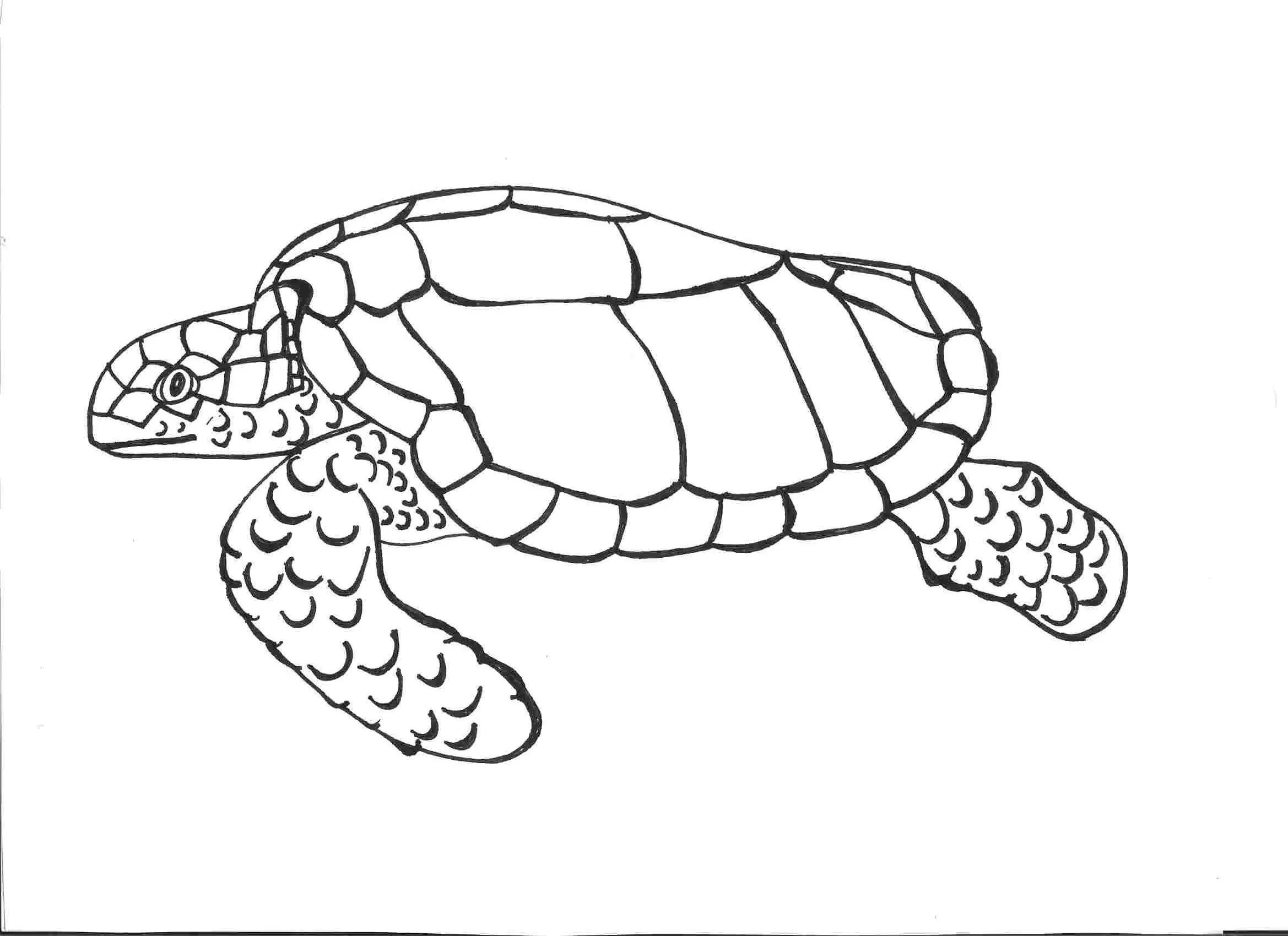 Turtles Coloring Pages – 015