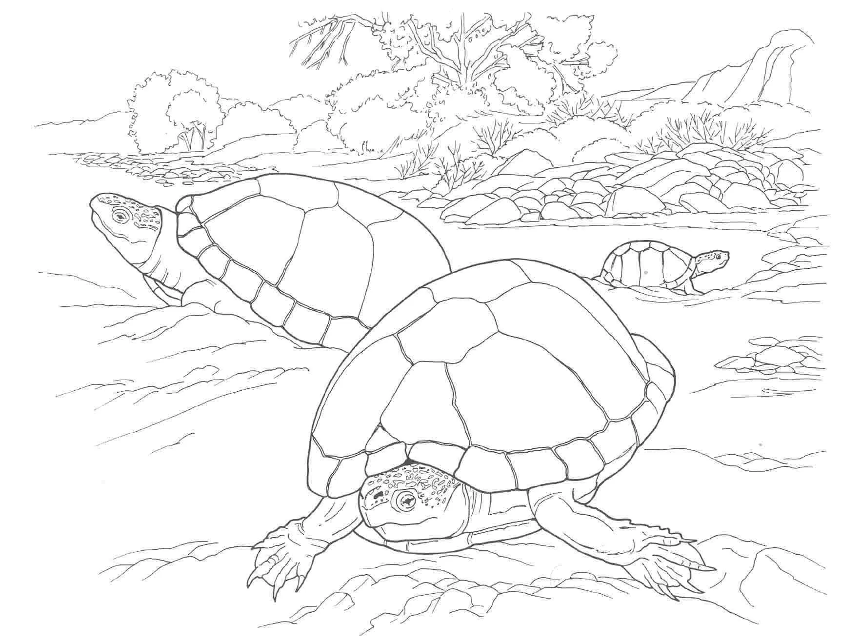 Turtles Coloring Pages – 016