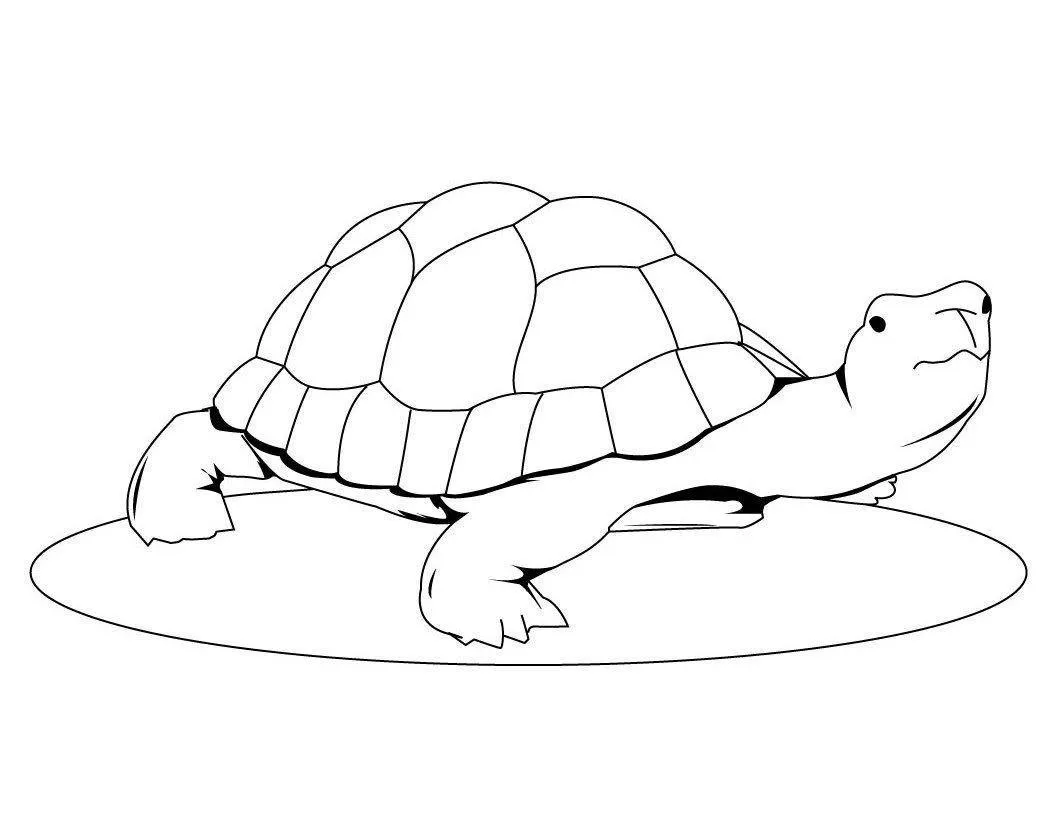Turtles Coloring Pages – 017