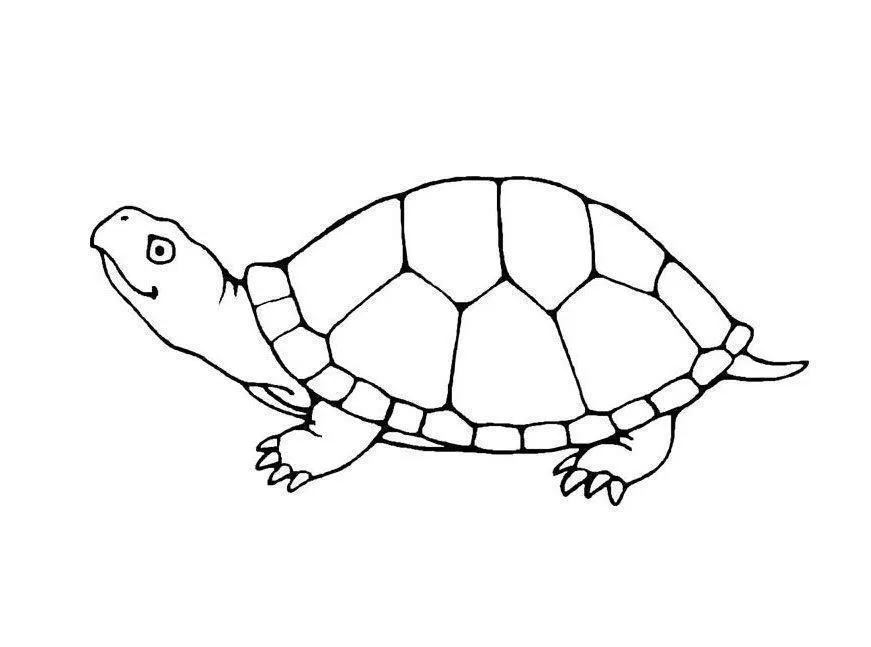 Turtles Coloring Pages – 019