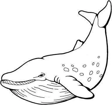 Whales Coloring Pages – 004